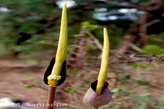Amorphophallus konkanensis